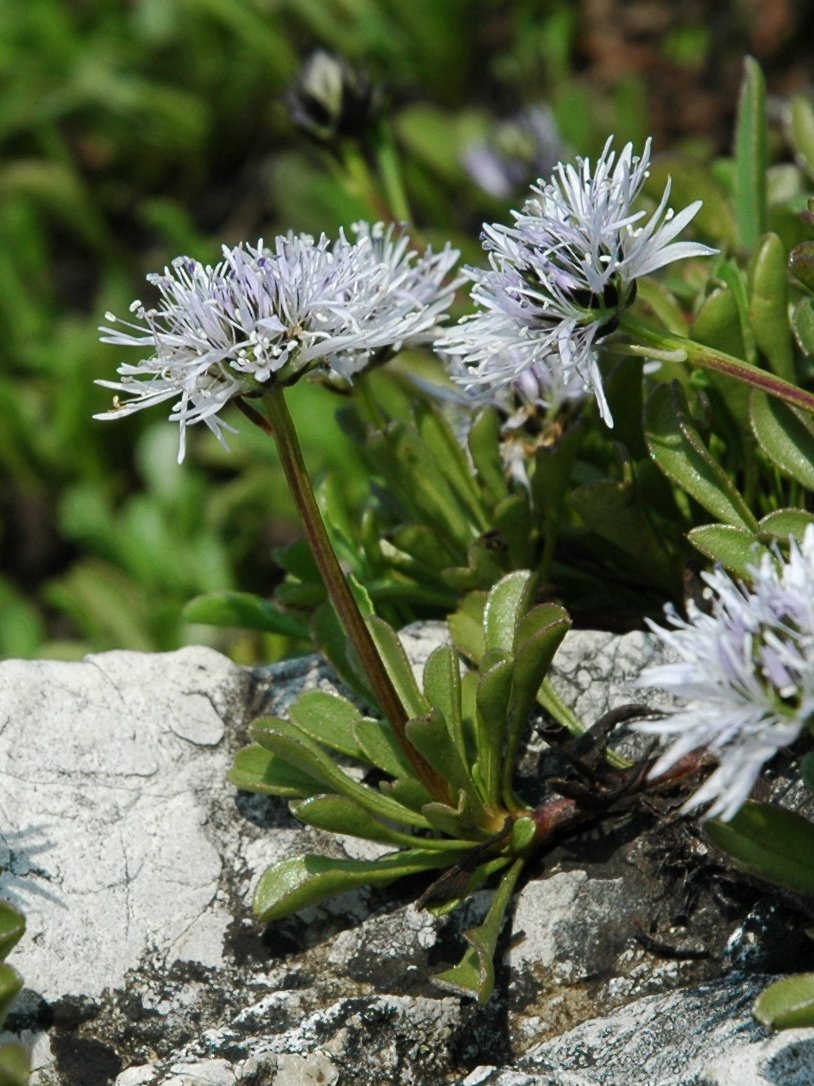 Globularia cordifolia, G.nudicaulis e G. bisnagarica